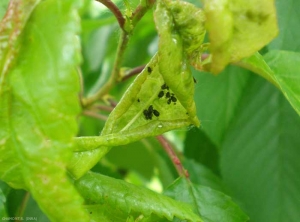 Colonie de <i>Myzus cerasi</i> sur feuilles de cerisier déformées par les piqures des pucerons. <b>Puceron noir du cerisier</b> (cherry black aphid)