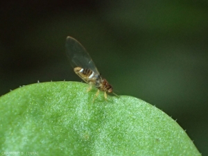 <i>Trioza alacris</i> adulte. <b>Psylle du laurier</b>