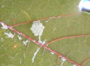 metcalfa_pruinosa2