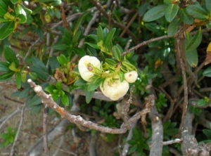 exobasidium_rhodo