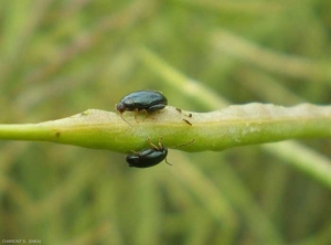 <i>Psylliodes chrysocephalus</i> adulte sur silique de colza. Noter la tête qui est roussâtre, l'extrémité des antennes et les pattes antérieures qui sont rousses. <b>Grosse altise du colza</b> (cabbage stem flea beetle)