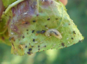 Présence naturelle de larves de syrphe et de cécidomyies (<i>Aphydoletes</i> sp.) dans une colonie de pucerons sur feuille de pêcher. <b>Lutte biologique</b>