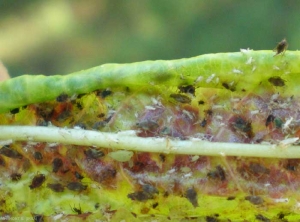 Colonie de pucerons sur feuille de pêcher, on note l'aptère vert de <i>Myzus varians</i>. <b>Puceron cigarier du pêcher</b> (peach leaf roll aphid)