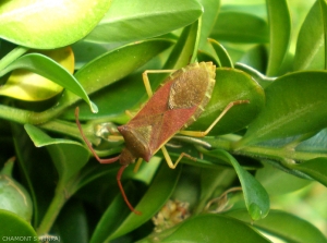 <i>Gonocerus acuteangulatus</i>, punaise du prunellier (box bug).