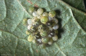 Eclosion d'une ponte chez <i>Palomena prasina</i>. <b>Punaise verte des bois</b> (green pentatomid bug)