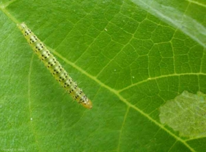 La chenille de <i>Choreutis nemorana</i> est vert pâle. <b>Teigne du figuier</b> (fig leaf roller)