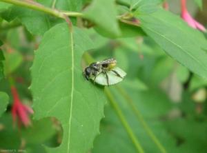 Megachile_rotundata