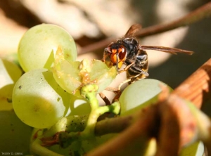 Vespidae se nourrissant sur baie de raisin.