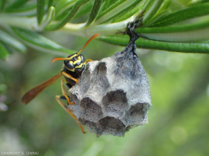 Polistes_dominula