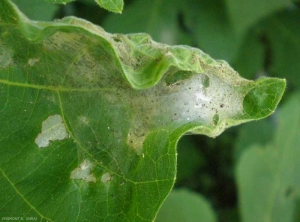Dégâts de <i>Choreutis nemorana</i> sur feuille de figuier. <b>Teigne du figuier</b> (fig leaf roller)