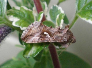 Autographa_gamma5