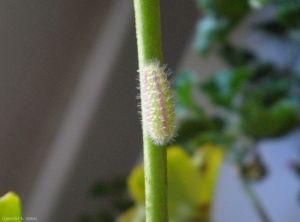 Chenille de <i>Cacyreus marshalli</i>. <b>Brun des pélargoniums</b> (geranium bronze)