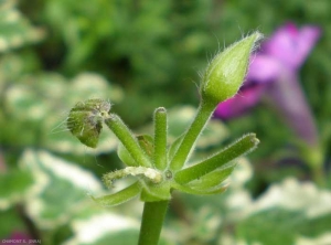Dégâts sur boutons floraux de <i>Pelargonium</i> sp. causés par <i>Cacyreus marshalli</i>. <b>Brun des pélargoniums</b> (geranium bronze)