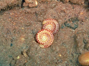 <i>Blaniulus guttulatus</i> adulte au repos. L'arthropode est enroulé sur lui-même. Chaque segment porte une tache rouge.<b> Blaniule mouchetée</b> (spotted snake millipede)