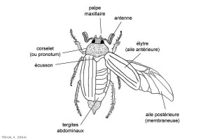 coleoptera2