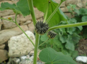 abutilon2