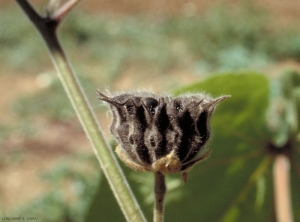 abutilon5