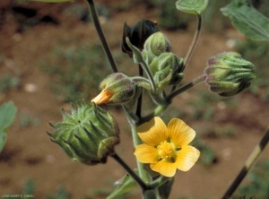 abutilon6