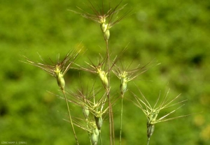 Aegilops-geniculata