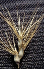 Aegilops-geniculata2