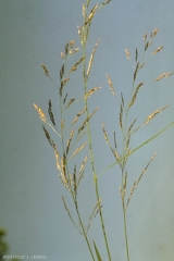 Agrostis-gigantea2