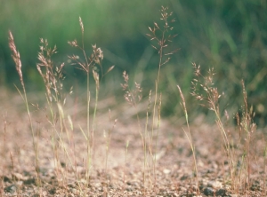 Agrostis-pourretii