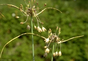 Allium-oleraceum