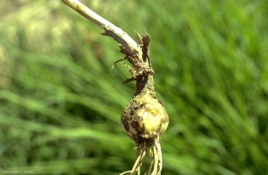 Allium-paniculatum