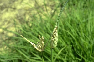 Allium-paniculatum2