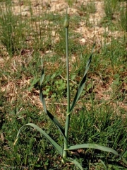 Allium-polyanthum6