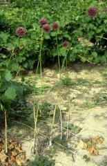 Allium-polyanthum2
