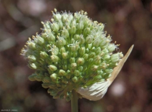 Allium-polyanthum5