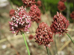 Allium-sphaerocephalon