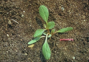 Amaranthus-blitoides