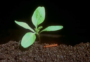 Amaranthus-bouchonii