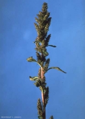 Amaranthus-bouchonii2