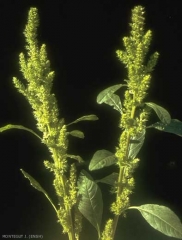 Amaranthus-bouchonii3
