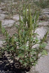 Amaranthus-bouchonii5