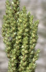 Amaranthus-bouchonii6