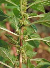 Amaranthus-graecizans