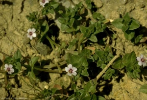 Anagallis-arvensis3
