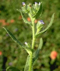 Anchusa-arvensis5