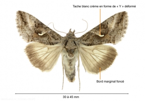 Adulte de <i>Autographa gamma</i>. <b>Noctuelle gamma</b> (silver Y moth)