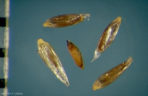 Agrostis-gigantea3