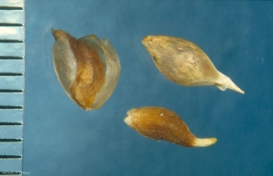 Allium-oleraceum2