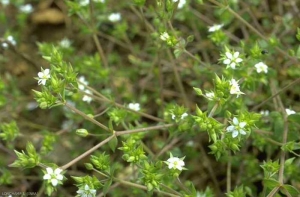 Arenaria-serpyllifolia