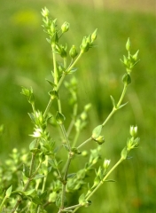 Arenaria-serpyllifolia2