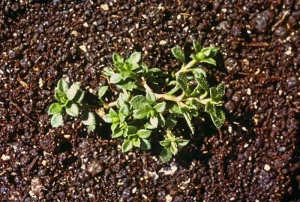 Arenaria-serpyllifolia4