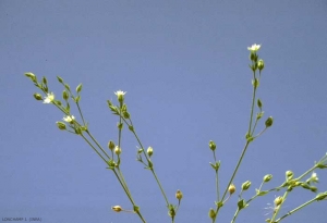 Arenaria-serpyllifolia5