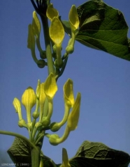 Aristolochia-clematitis